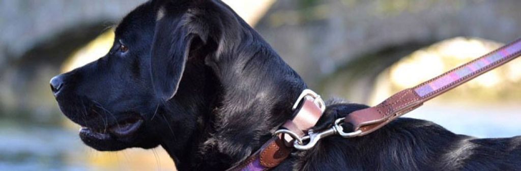 test dog banner
